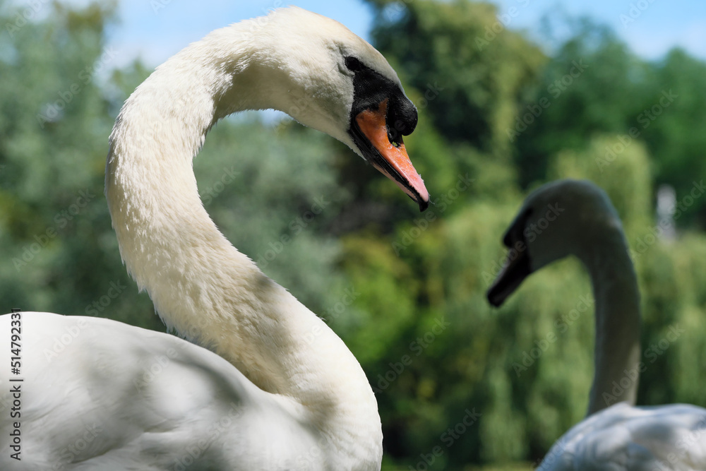 Obraz premium A white swan on a green grassy