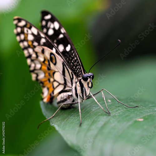 Beautiful butterfly close-up © aviavlad