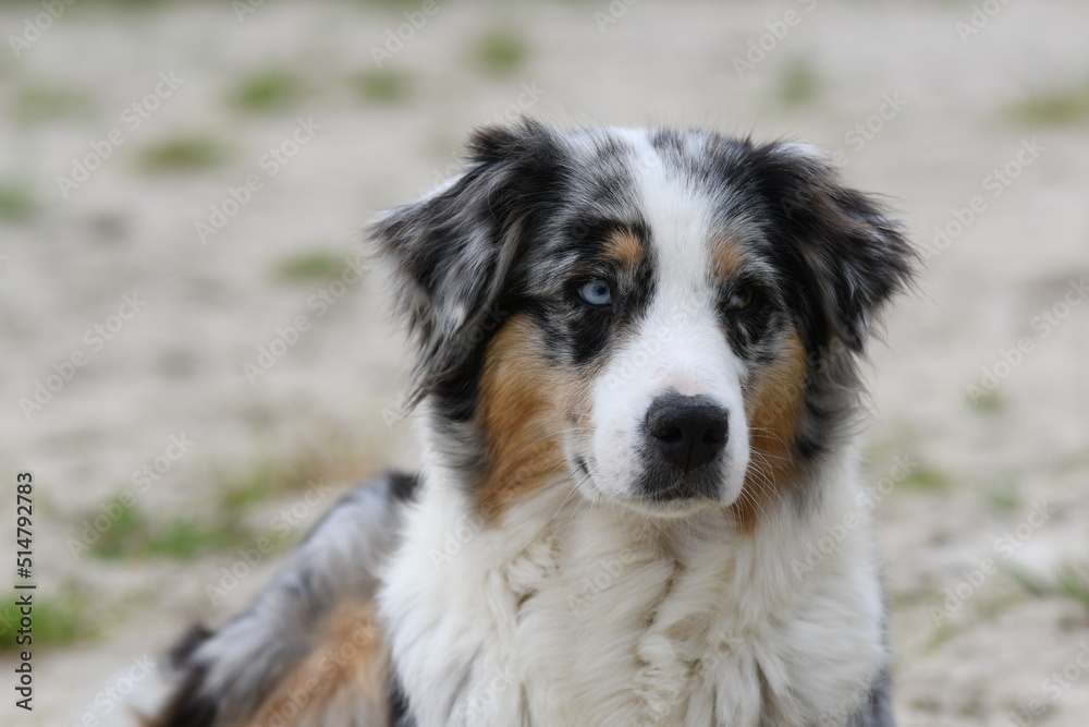 Chien de race Berger australien