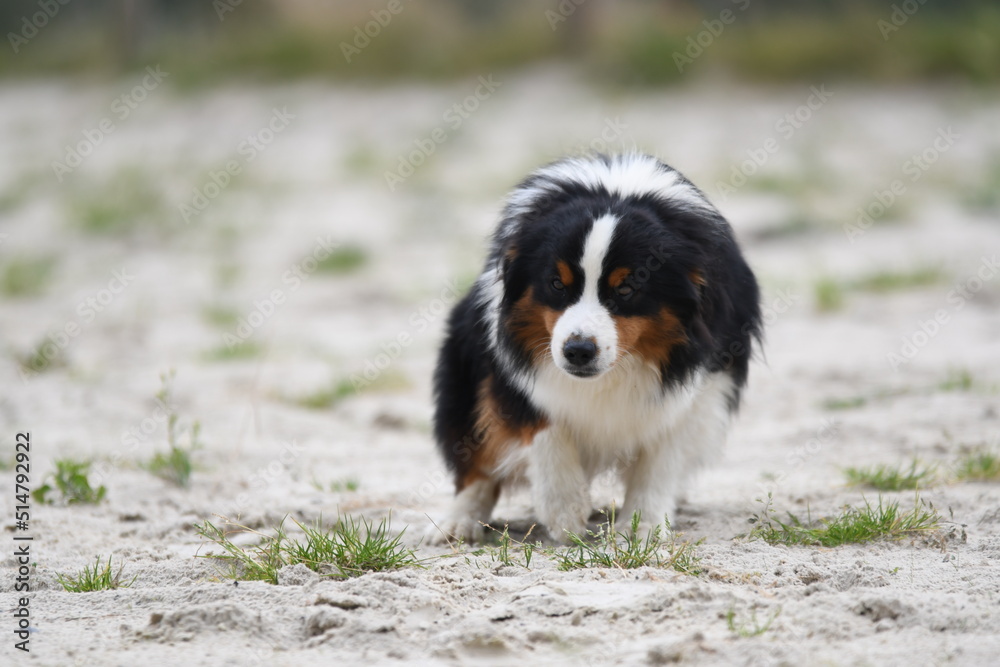 Chiot de race berger australien dans un élevage 