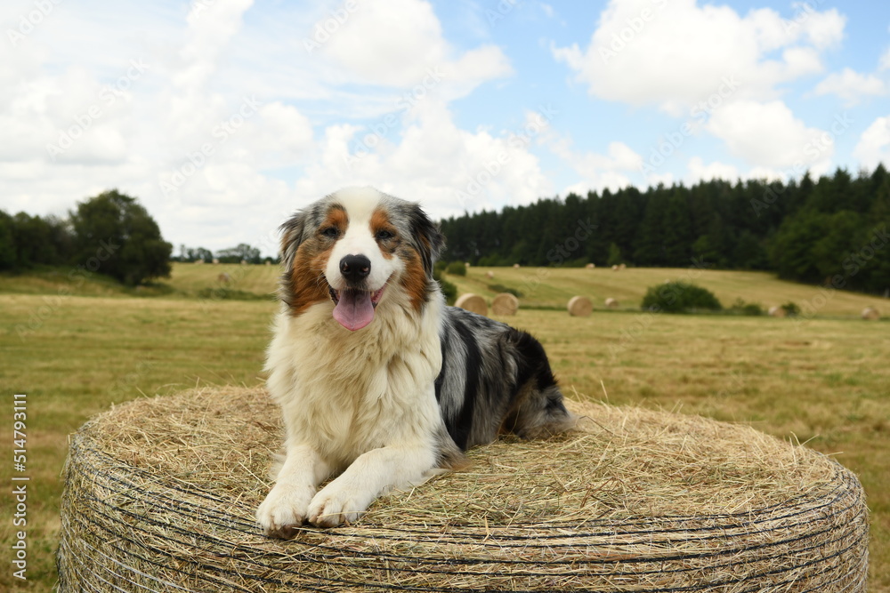Difference Berger Australien Et Berger Americain Chiot de race berger australien et américain dans la nature Stock Photo