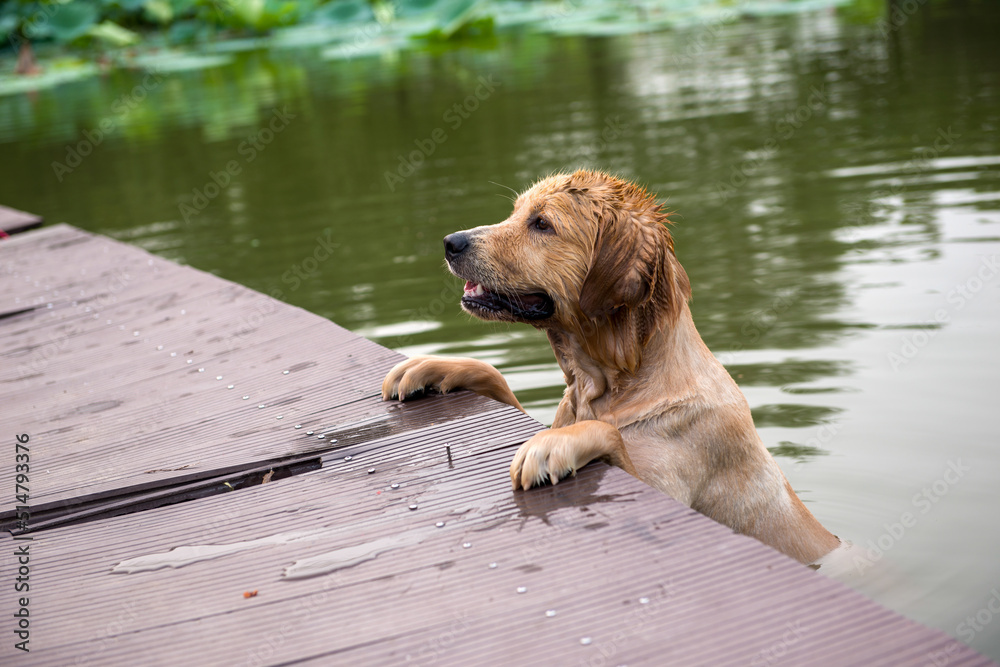 A dog swims in the lake