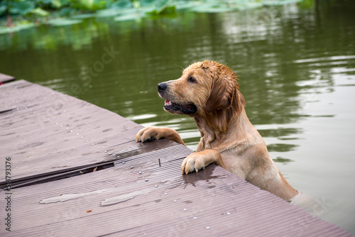 A dog swims in the lake