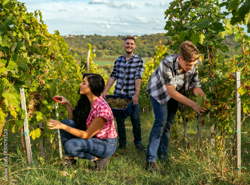 Hardworking young people picking grapes on field , hand picked grape 