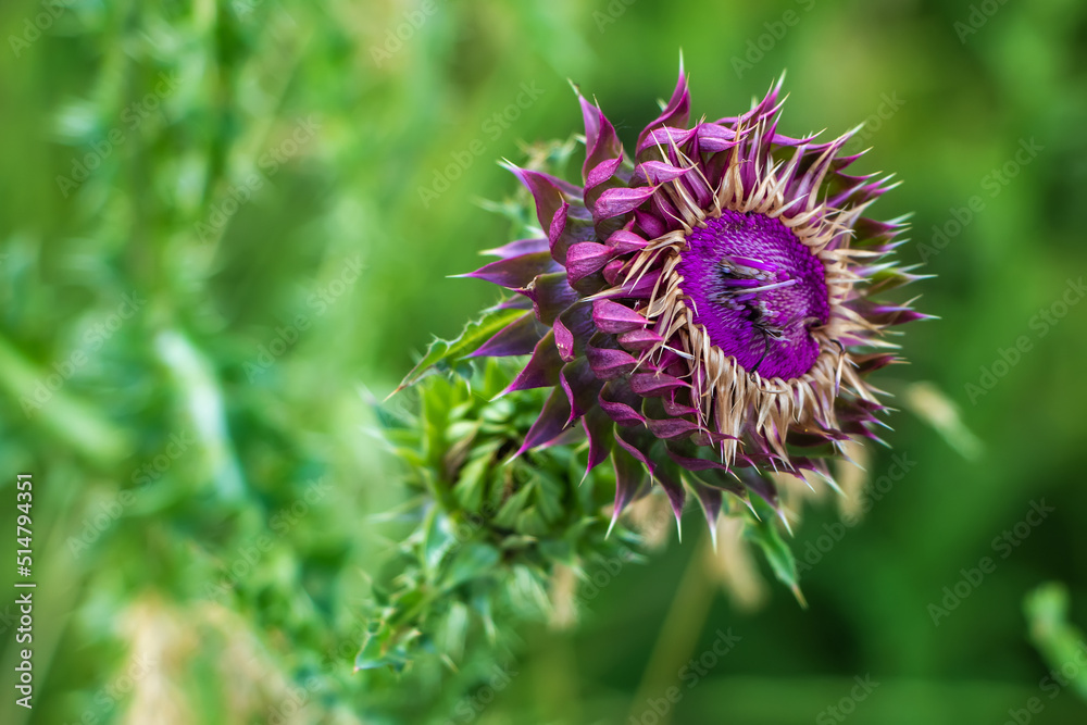 Purple Thistle Silybum marianum in the field. sunny day Purple Thistle Silybum marianum in the field. sunny day