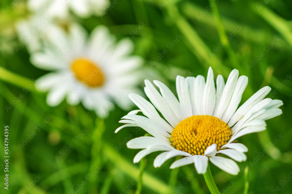 Fototapeta premium Flower of garden or medicinal chamomile Matricaria recutita . The concept of naturalness.