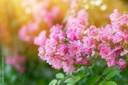 Delicate peach roses in a full bloom in the garden. Close-up photo. Dark green background. © eliosdnepr
