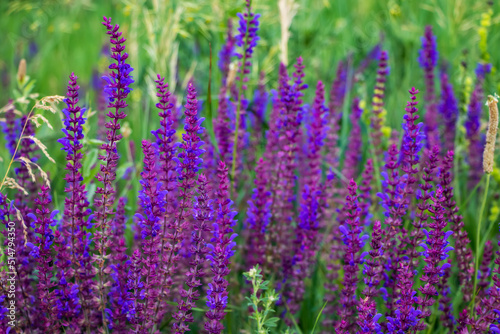 Close up Salvia nemorosa herbal plant with violet flowers in a meadow
