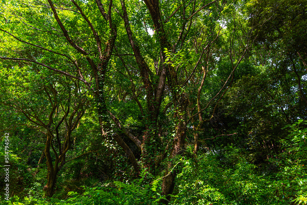 Fototapeta premium 圧倒的な木の緑に埋め尽くされる神秘的な光景