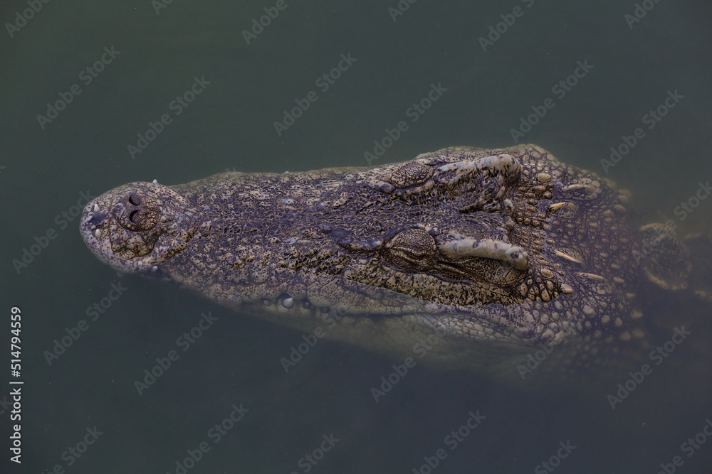 Fototapeta premium Close up head crocodile is show head in river at thailand.(focus eye)