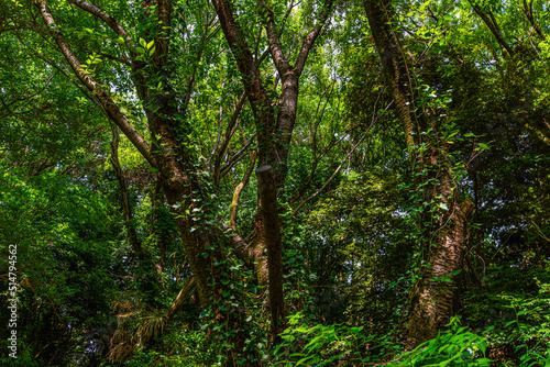 圧倒的な木の緑に埋め尽くされる神秘的な光景