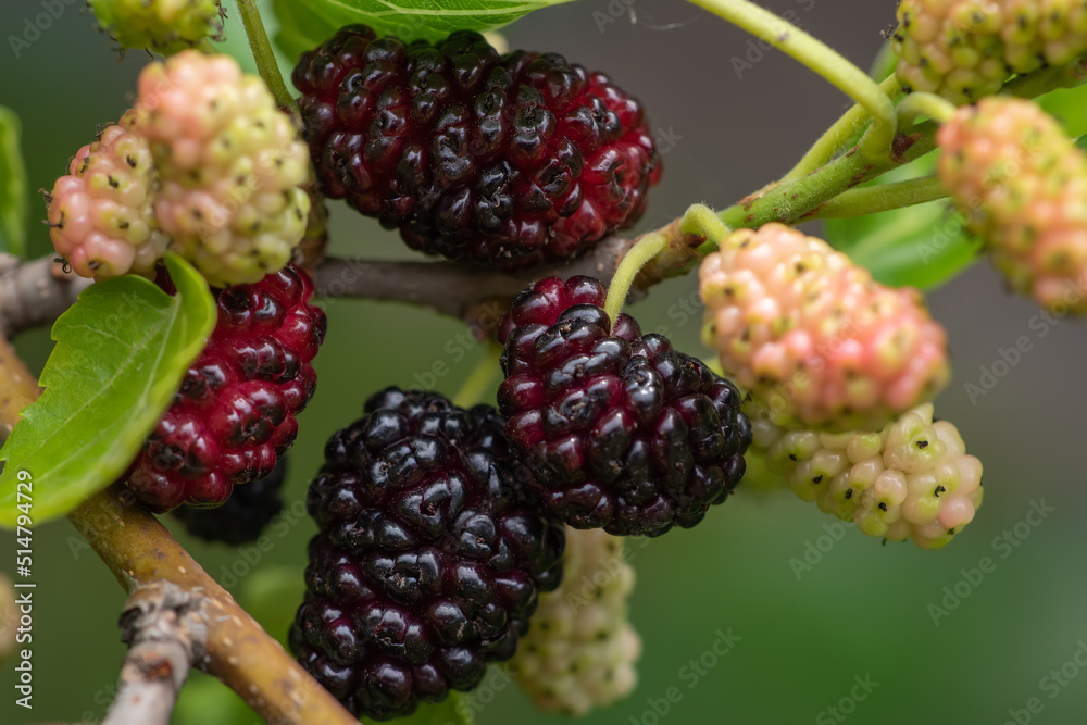 The fruit of black mulberry - mulberry tree. The fruit of black mulberry - mulberry tree.