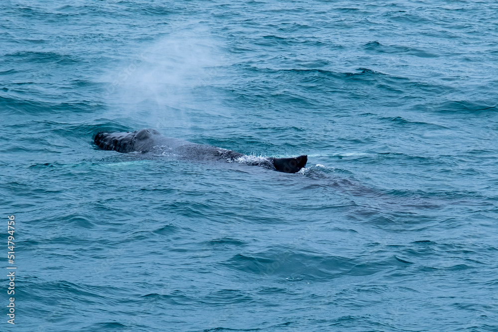Fototapeta premium A humpback whale and minke whale showing its tail and splashing off during a boat whale tour excursion