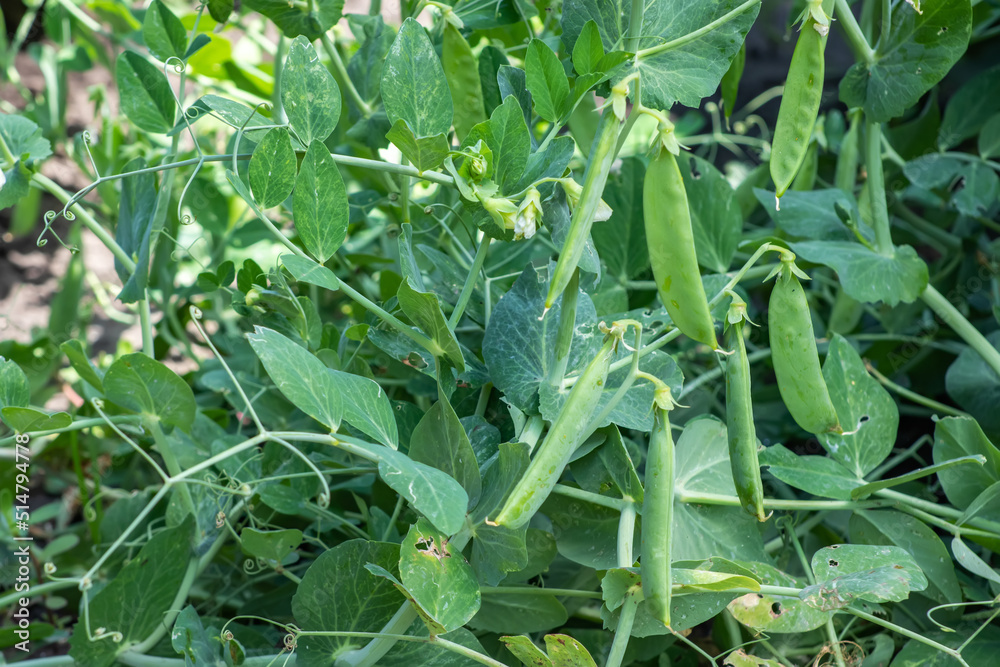 Image of a young pea plant with pods Image of a young pea plant with pods