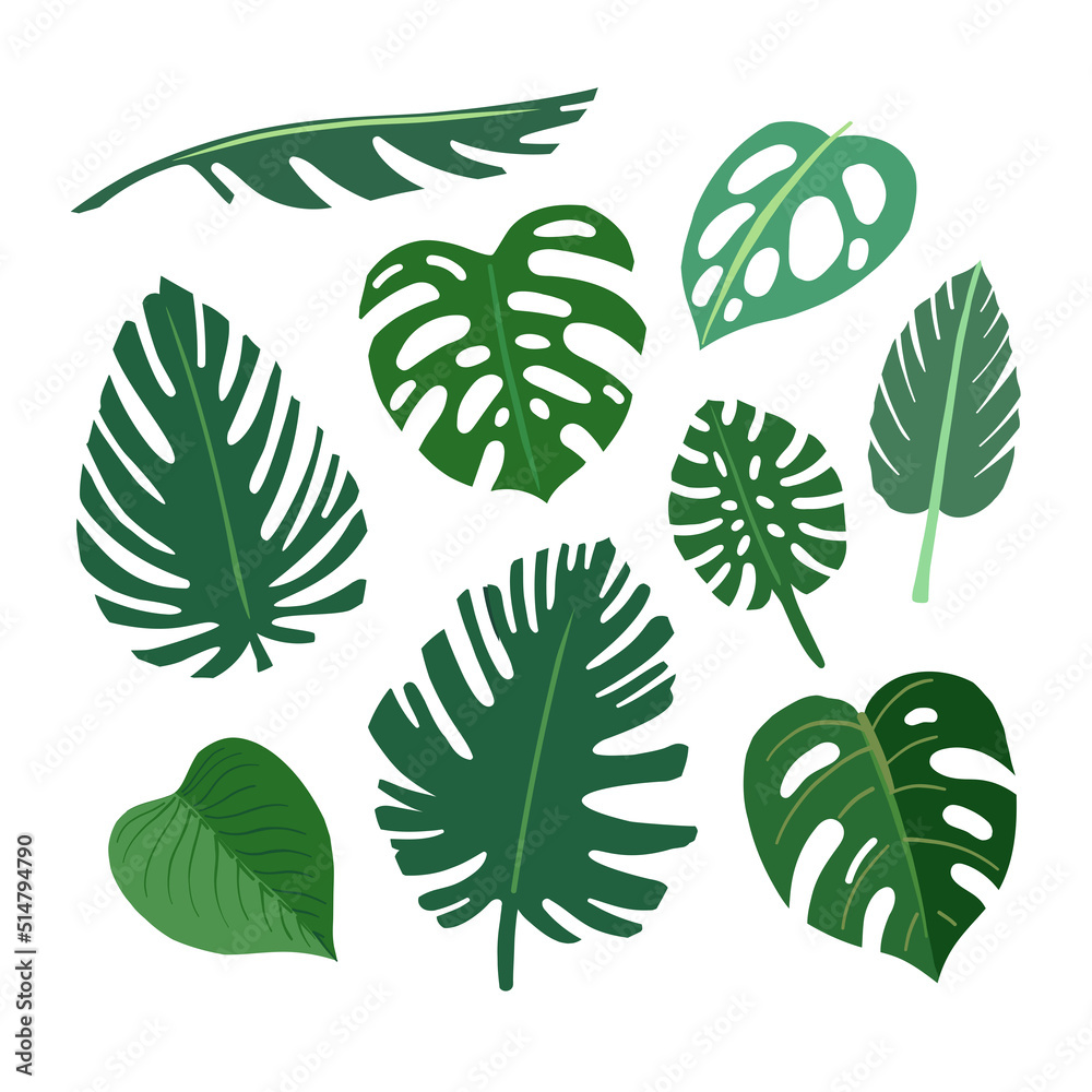 Set of tropical leaves. Vector green palm leaves isolated on white. Monstera leaf, palm leaf, banana leaf. 
