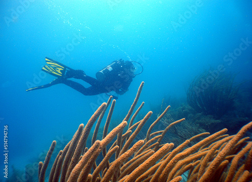 Fototapeta Naklejka Na Ścianę i Meble -  diver in a coral reef in the caribbean sea