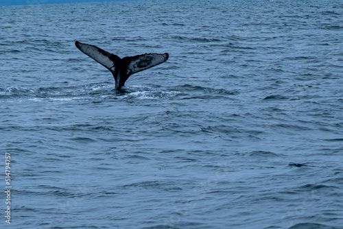 A humpback whale and minke whale showing its tail and splashing off during a boat whale tour excursion