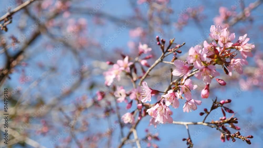Sakura flowers blooming in the nature Sakura flowers blooming in the nature
