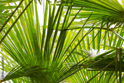 Fototapeta Naklejka Na Ścianę i Meble -  Green palm leaves background and texture. Jungle, rainforest, botanical garden concept. Natural green abstract background of tropical exotic palm trees foliage in sunshine. Summertime nature pattern.