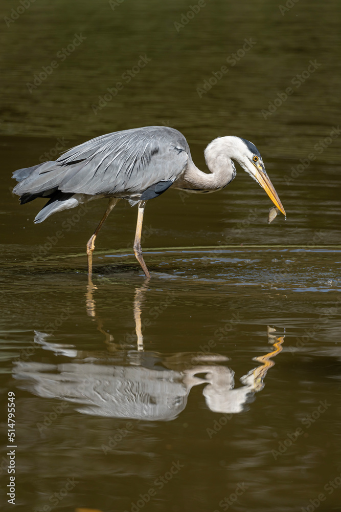 Naklejka premium Paris, France - 07 02 2022: A gray heron fishing in the lake of Park des Buttes-Chaumont