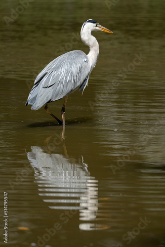 Paris, France - 07 02 2022: A gray heron fishing in the lake of Park des Buttes-Chaumont © Franck Legros
