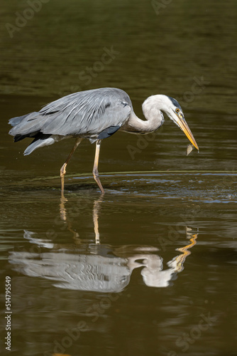 Paris, France - 07 02 2022: A gray heron fishing in the lake of Park des Buttes-Chaumont © Franck Legros