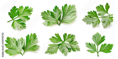 Parsley leaf isolated clipping path. Collection parsley leaf on white background.