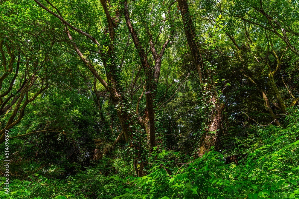 深い緑が印象的な木々が覆う自然の森