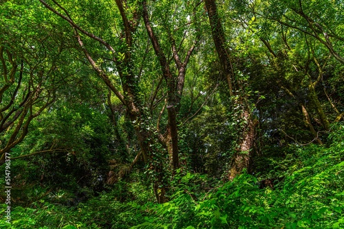 深い緑が印象的な木々が覆う自然の森