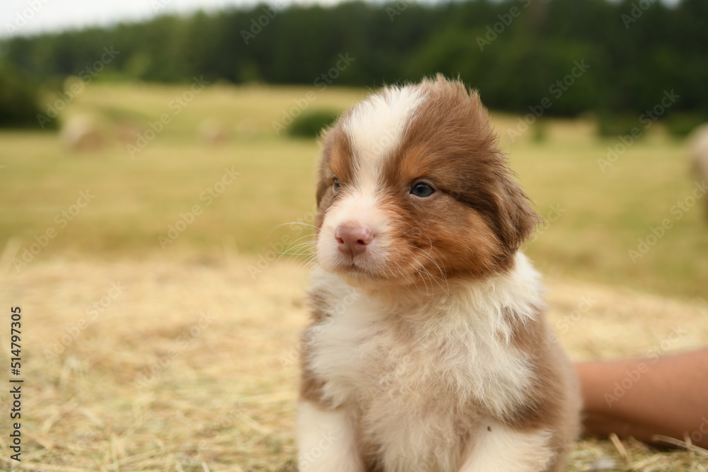 chiot de race berger australien 