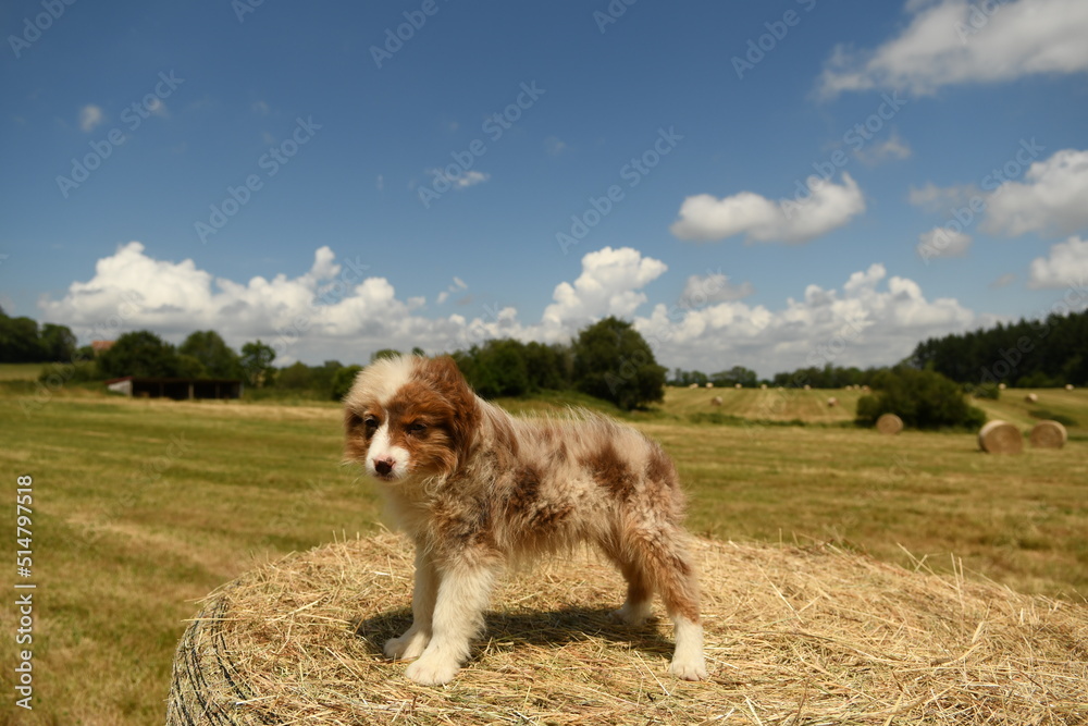 Fototapeta premium Un petit chiot de race berger australien