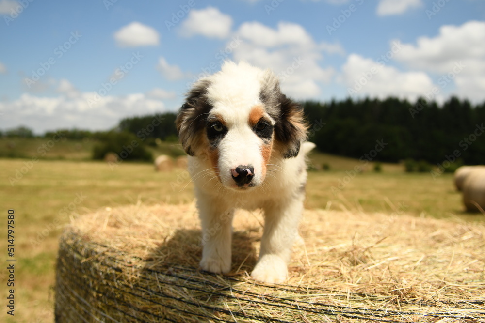Un petit chiot de race berger australien Un petit chiot de race berger australien