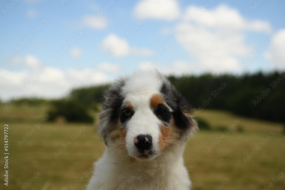 Petit chiot de race berger australien 