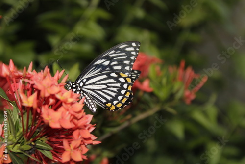 Swallowtail butterfly On Red flower © #CHANNELM2