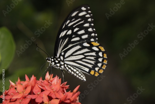 Swallowtail butterfly On Red flower