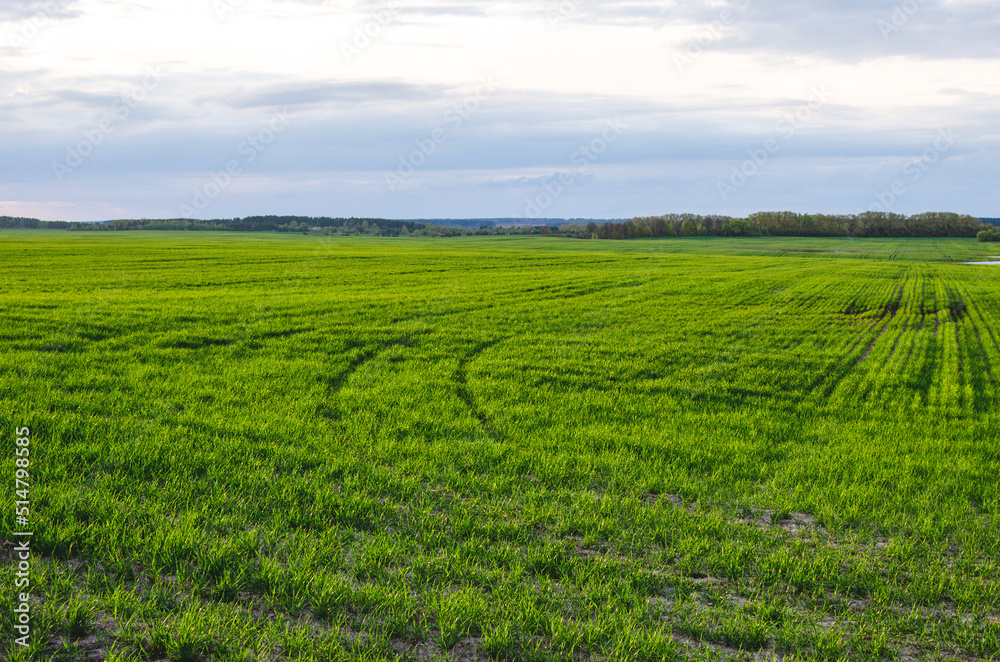 Agricultural field with young green wheat sprouts, bright spring landscape on a sunny day. Agricultural field with young green wheat sprouts, bright spring landscape on a sunny day.