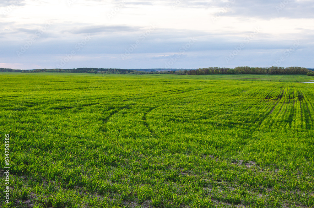 Agricultural field with young green wheat sprouts, bright spring landscape on a sunny day.