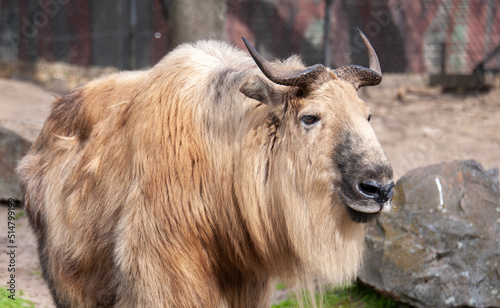 Wild buffalo in the wild close-up. Live nature
