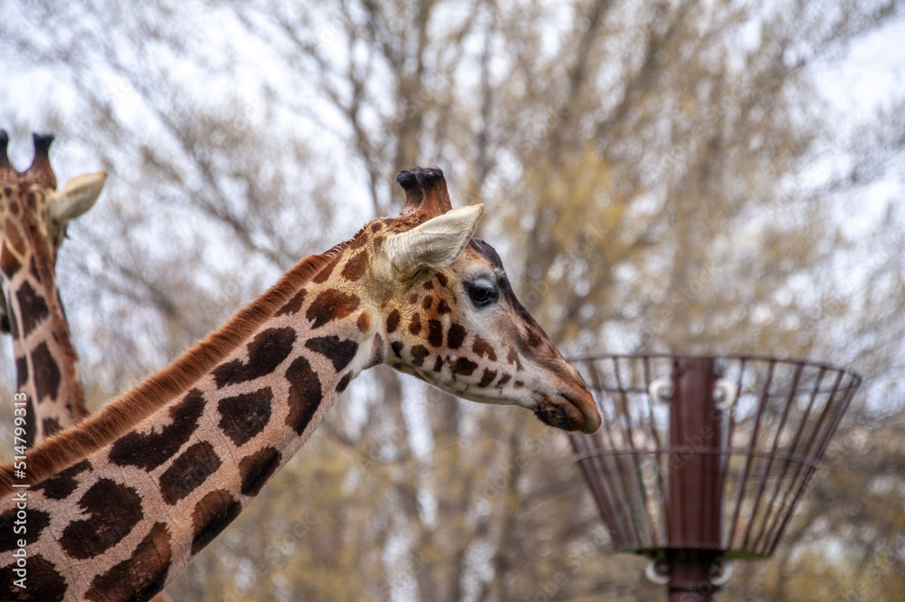Giraffes in the Warsaw Zoo. Emotions and joy, feelings of closeness with wild nature Giraffes in the Warsaw Zoo. Emotions and joy, feelings of closeness with wild nature