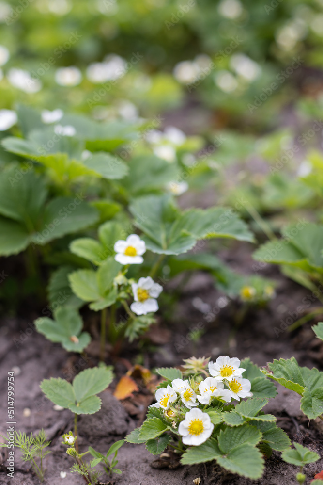 Strawberry plant with flowers. Agriculture, gardening concept. Strawberry plant with flowers. Agriculture, gardening concept.