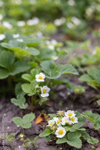 Strawberry plant with flowers. Agriculture, gardening concept.