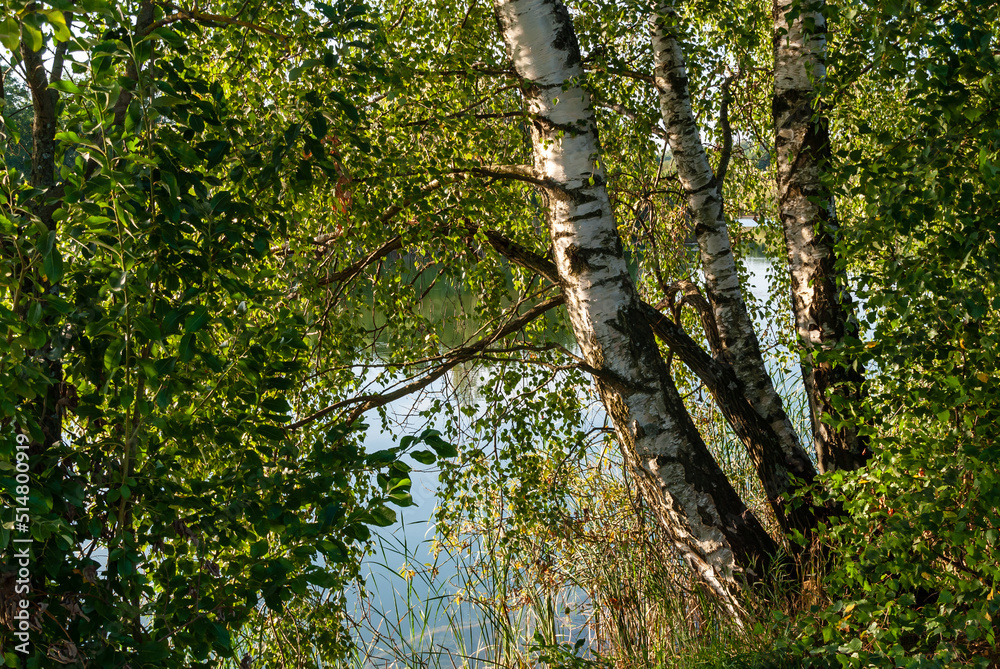 Fototapeta premium Piękny, słoneczny, letni dzień nad stawem, Podlasie, Polska