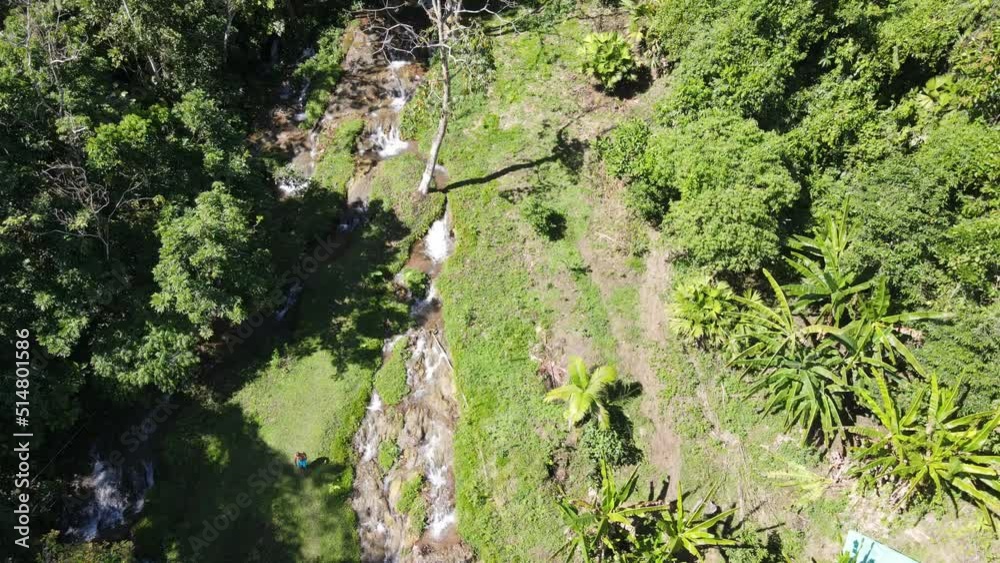 paneo para fondo de video en la selva