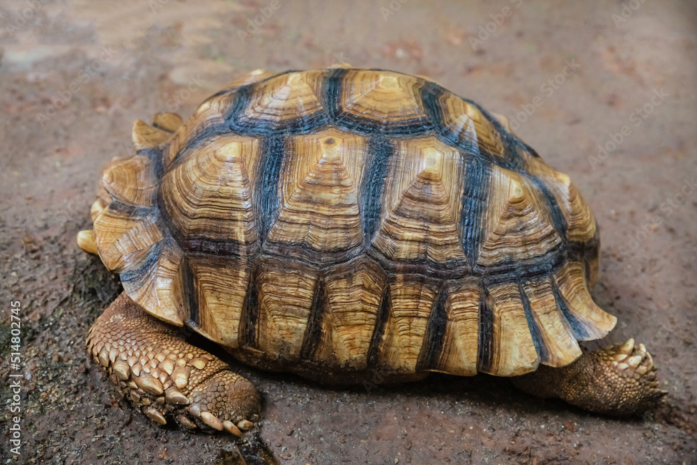 Naklejka premium turtle with yellow and black shell crawling on the sand close-up