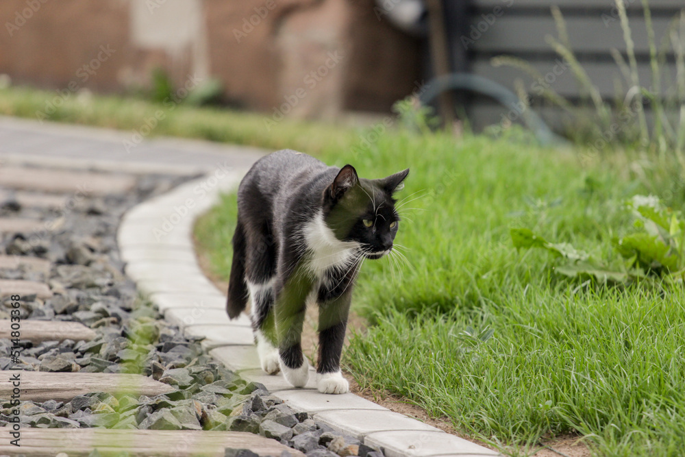 Obraz premium Kater im Garten