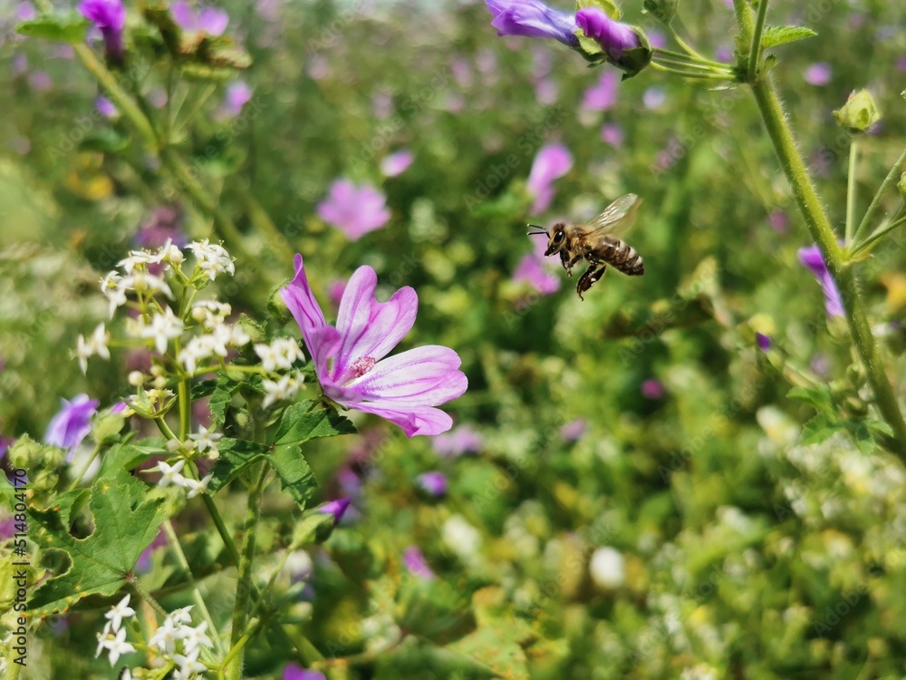 A bee collects pollen on a pink flower A bee collects pollen on a pink flower