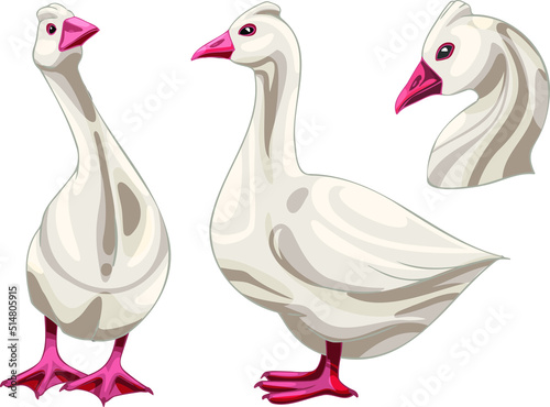 Set of hand drawn geese The breed of Roman Goose