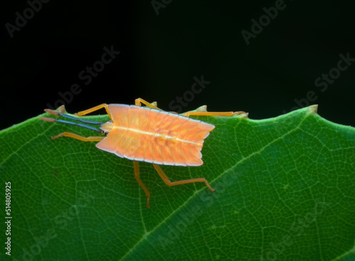 Green bug nymph on the edge of leaf