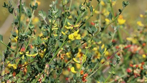 Yellow flowering axillary indeterminate racemose umbel inflorescences of Acmispon Glaber, Fabaceae, native perennial monoclinous deciduous subshrub in coastal San Diego County, Winter. photo