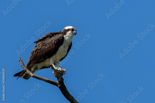 Perched osprey on a branch against a blue sky